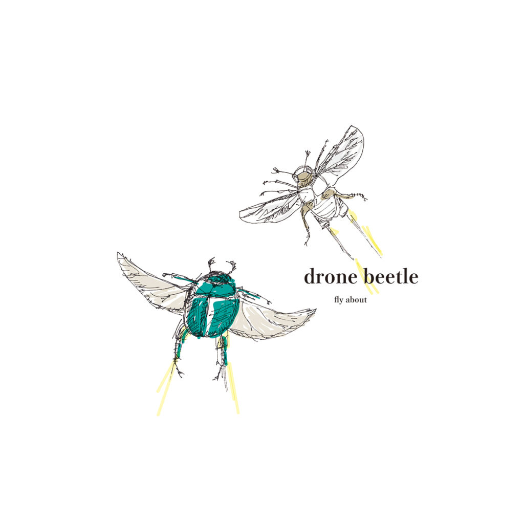 drone beetle